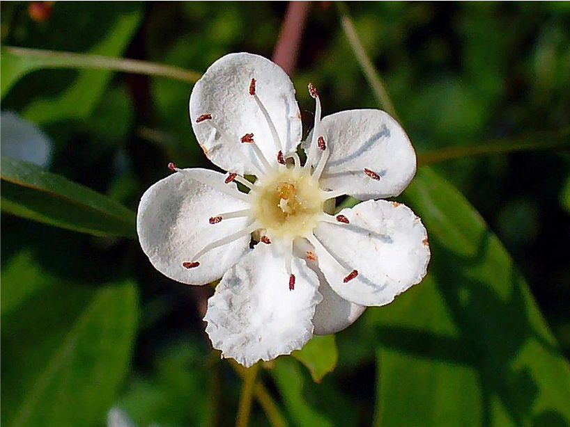 Рассказ про боярышник