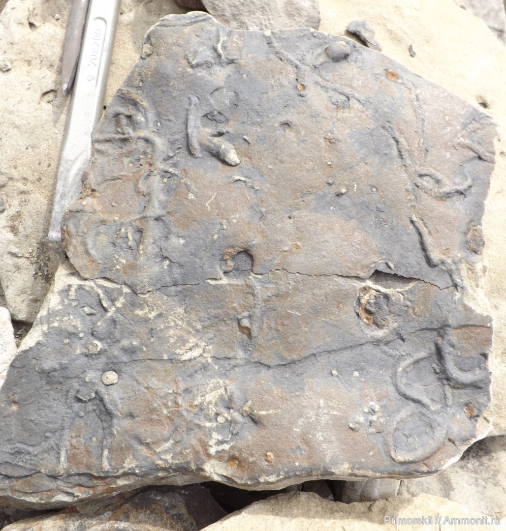 Бухта Тихая невероятные следы биофоссилий.