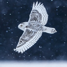 Ан, г. Екатеринбург