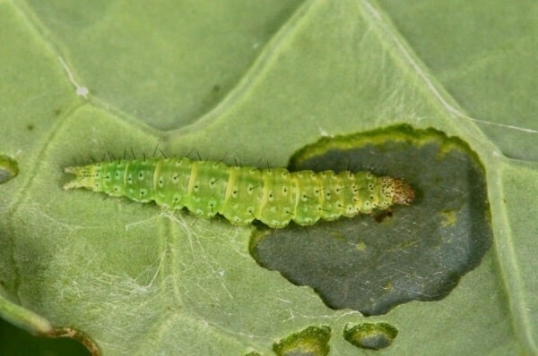 Одолела капустная моль? Расскажу, как с ней бороться