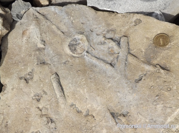 Бухта Тихая невероятные следы биофоссилий.