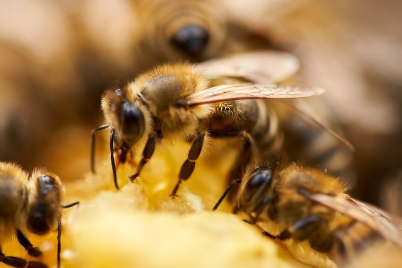 Человек умирает после нападения пчелиного роя.