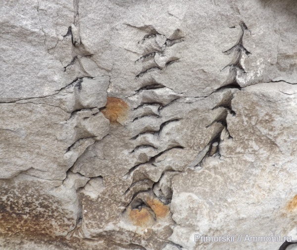 Бухта Тихая невероятные следы биофоссилий.