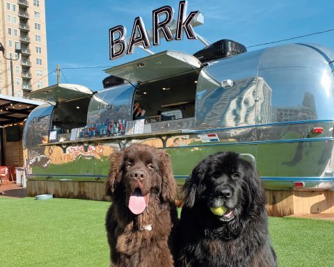 Лучшие места для путешествий с собаками по всему миру.