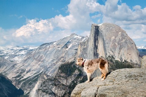 Лучшие места для путешествий с собаками по всему миру.