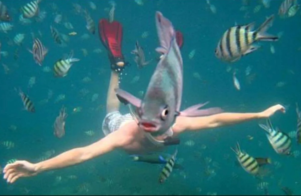 Эти удачно сделанные фотографии заставят вас посмотреть их дважды.