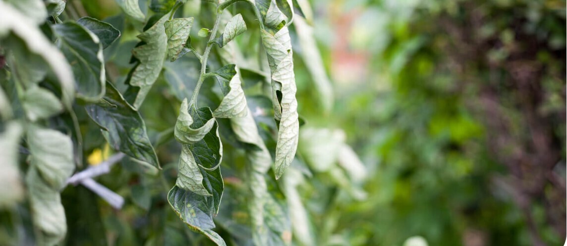 3 важных совета, как в жару защитить садовые растения