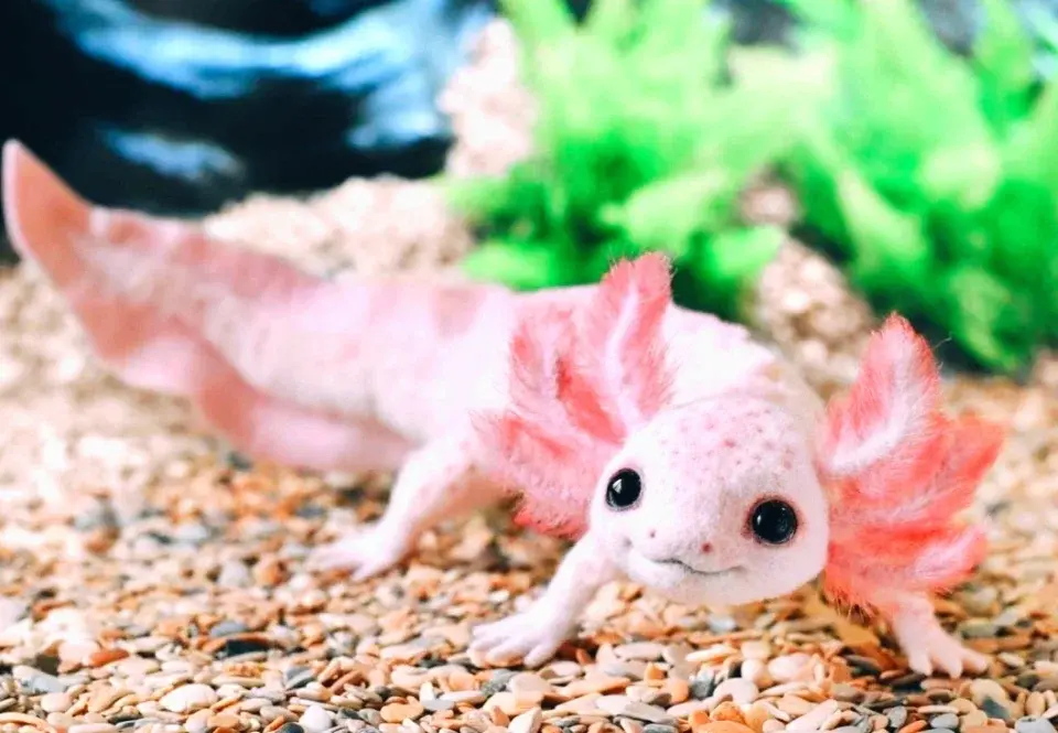 Что это за неопознанные существа?