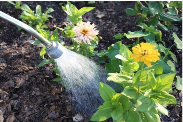 3 важных совета, как в жару защитить садовые растения