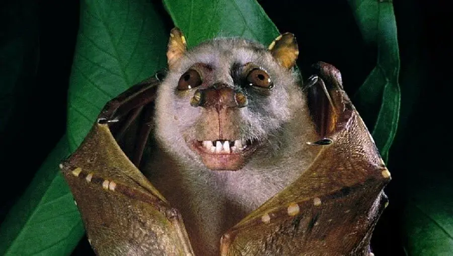 Что это за неопознанные существа?