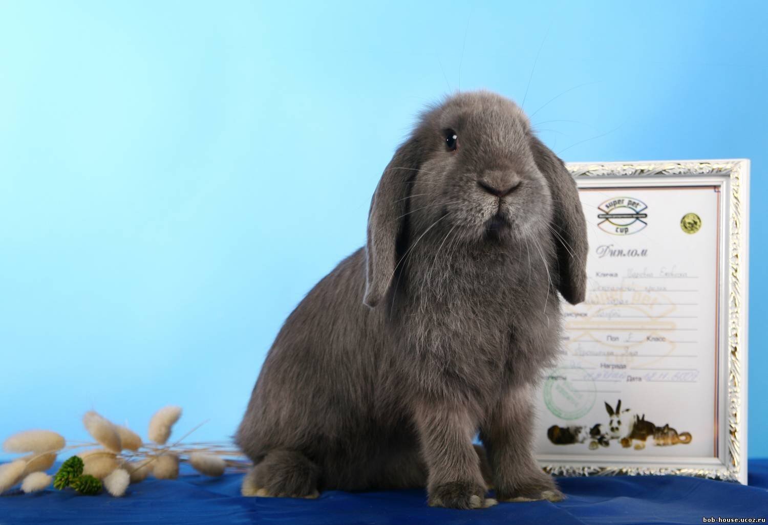 Породы кроликов: разнообразие и особенности!