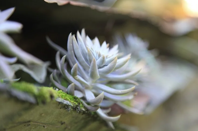 Уникальная смесь растительных экстрактов обладает мощным противоугревым действием