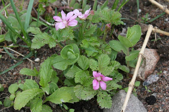 Рассказ про ягоду княженику