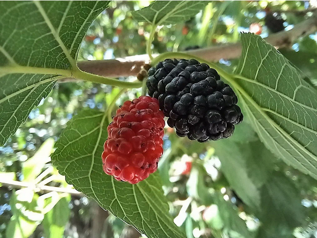 Рассказ про шелковицу