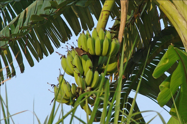 Рассказ про банан
