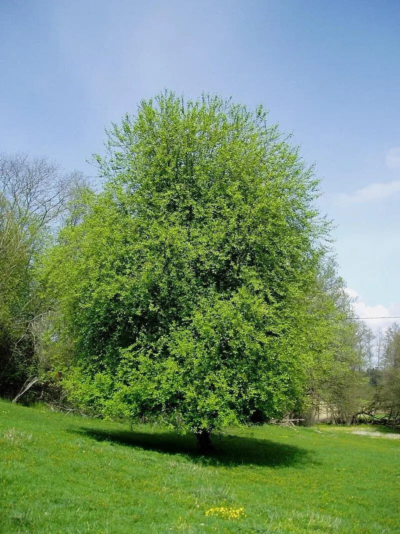 Рассказ про черёмуху