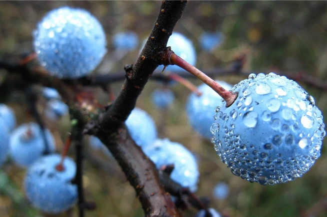 Рассказ про терн