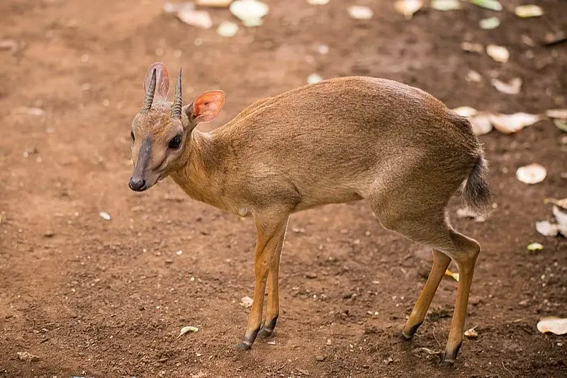 Все три вида антилоп обитают в лесах....?