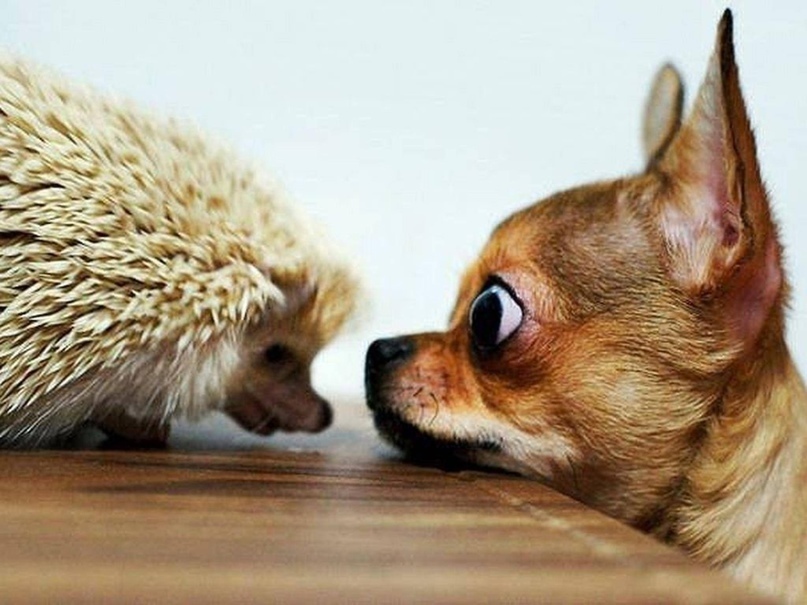 Я тебя съем!!! А ты как думал ?