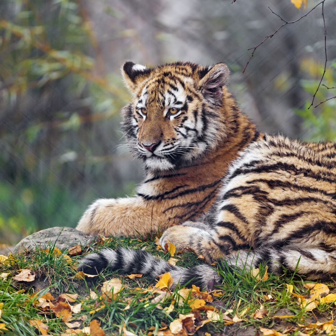 Необычная материнская любовь