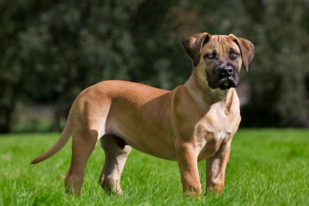 Вот породы собак, которым вы можете доверить охрану своего дома