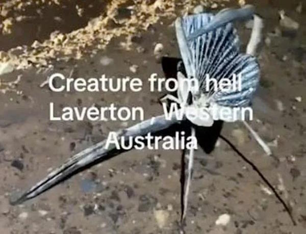 Необычное существо "из ада"