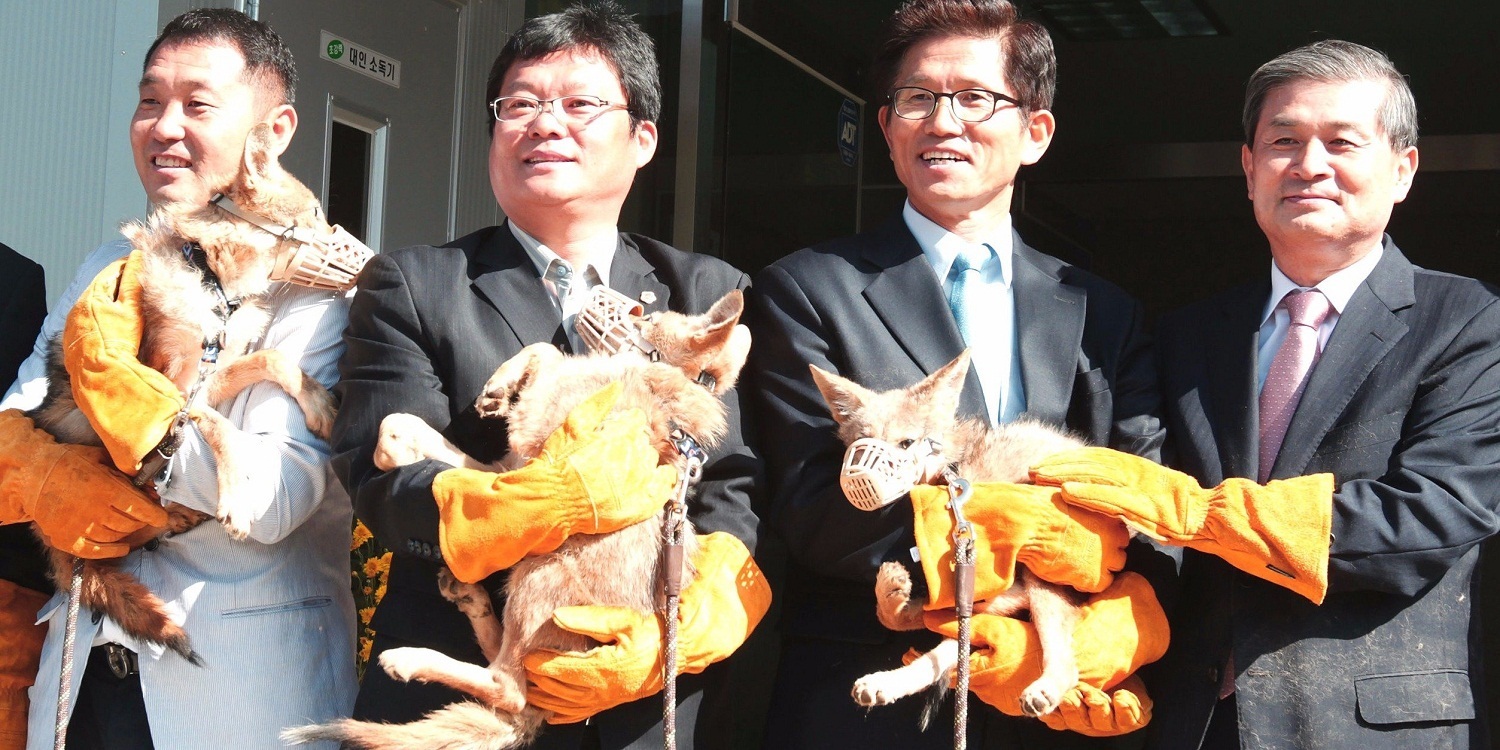 Клонирование домашних животных. Зачем?