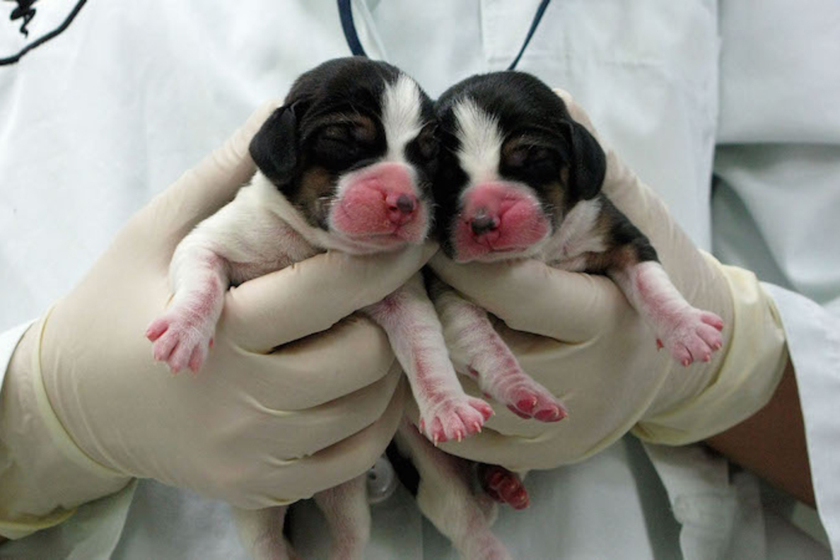 Клонирование домашних животных. Зачем?