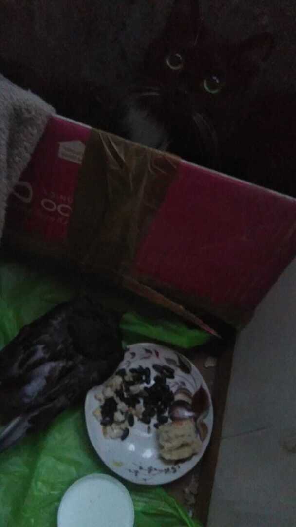 Доброе сердце в большом городе: Польза и голубь