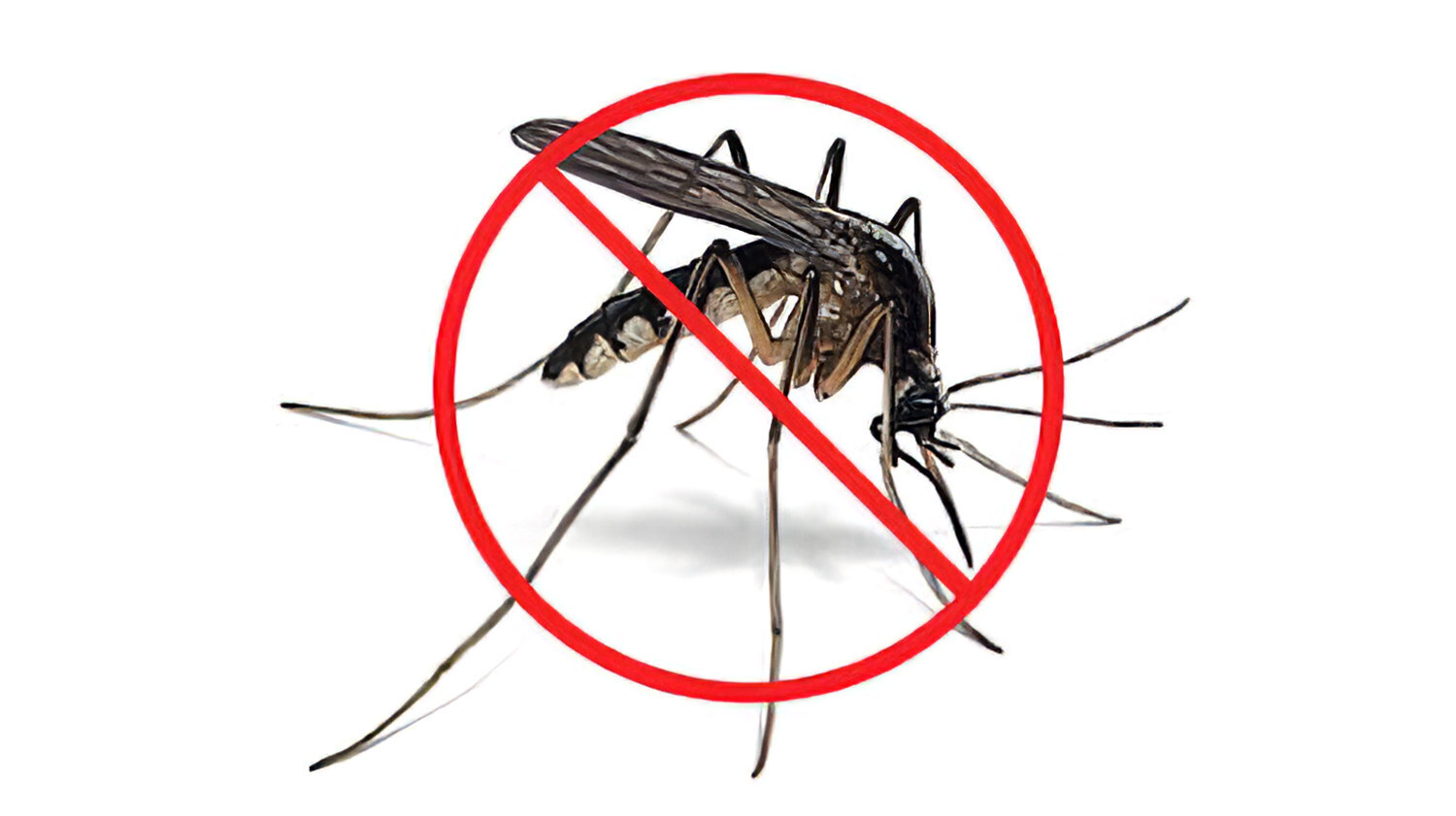 Разбираемся с комарами: причины и способы предотвращения укусов