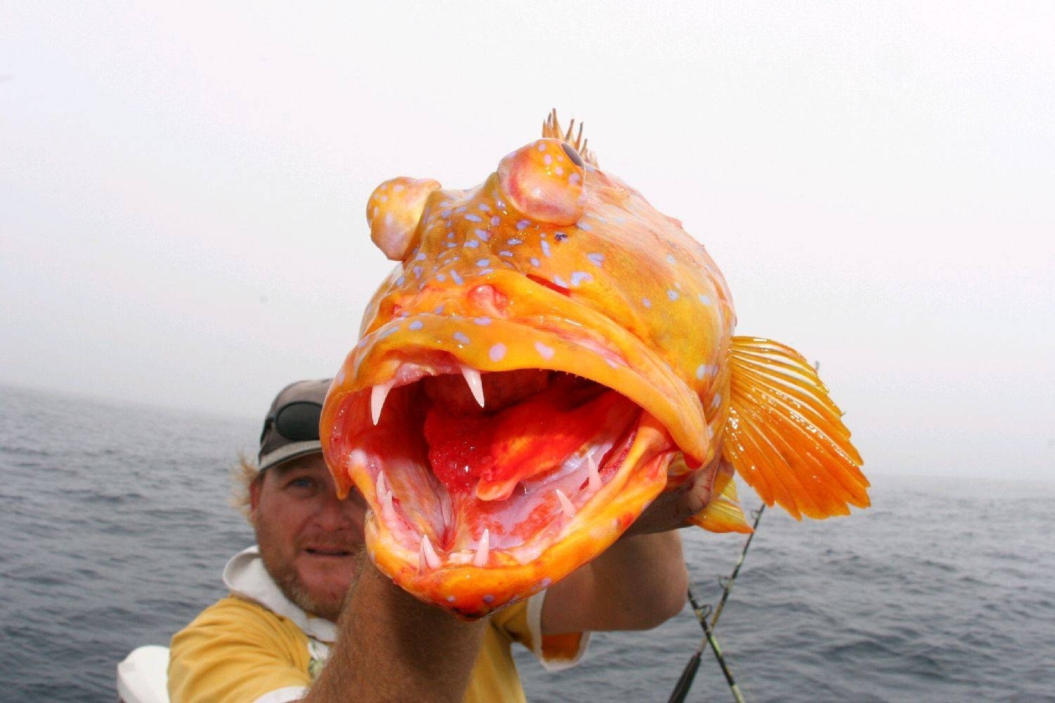 Чего Нам Ждать? Исчезающие Виды Морепродуктов в Мире