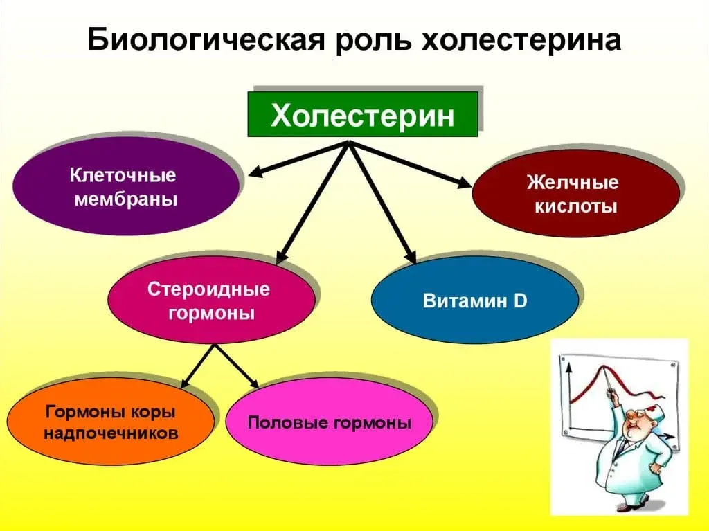 Холестерин - для чего существует холестерин и какую роль он играет в организме человека?