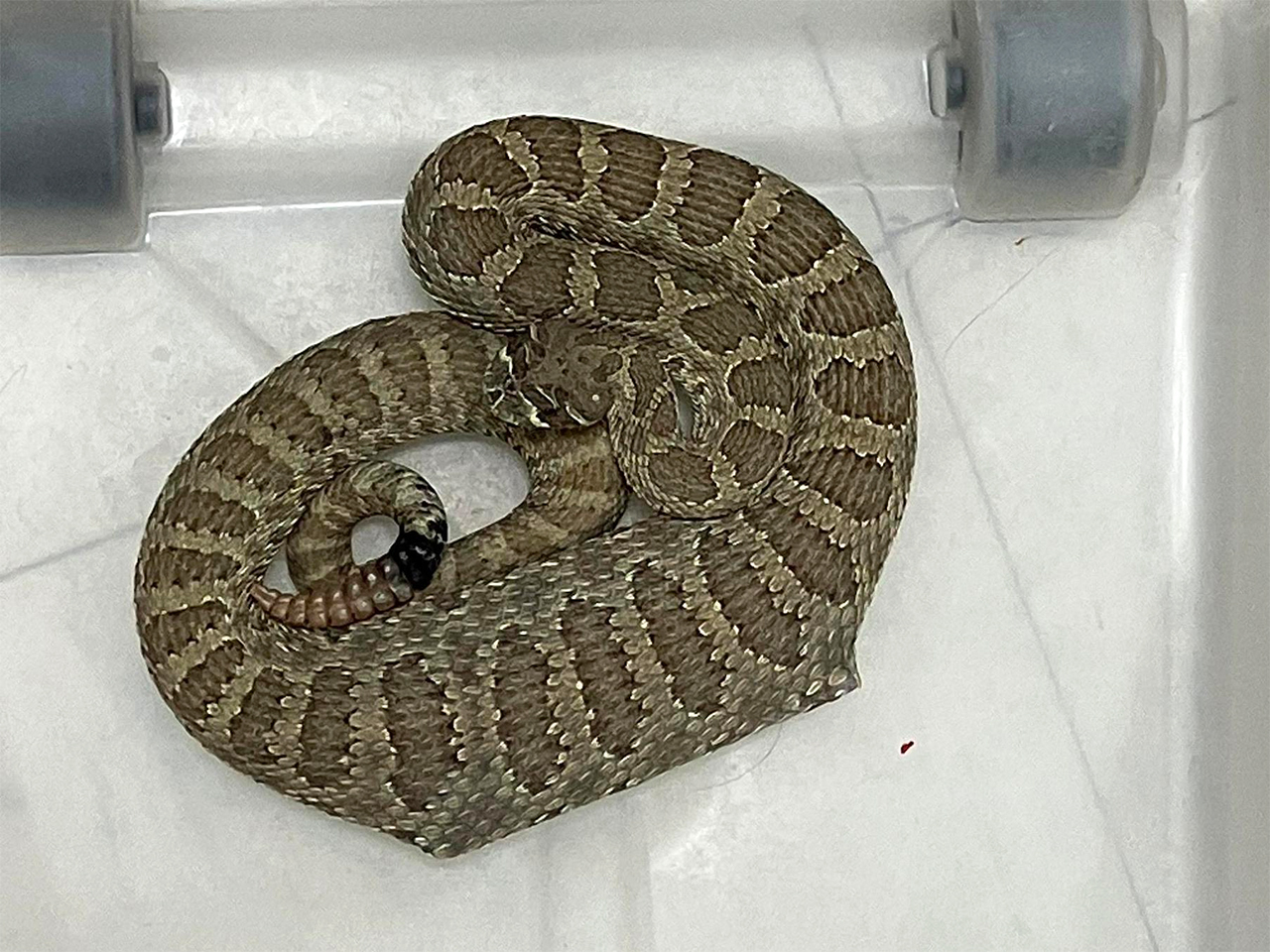 Гремучая змея проглотила мышеловку вместе со своей жертвой