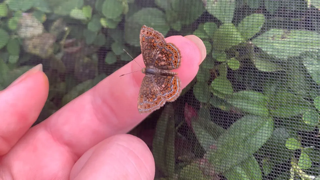 Ученые определили, какие бабочки подвергаются наибольшему риску из-за потепления климата