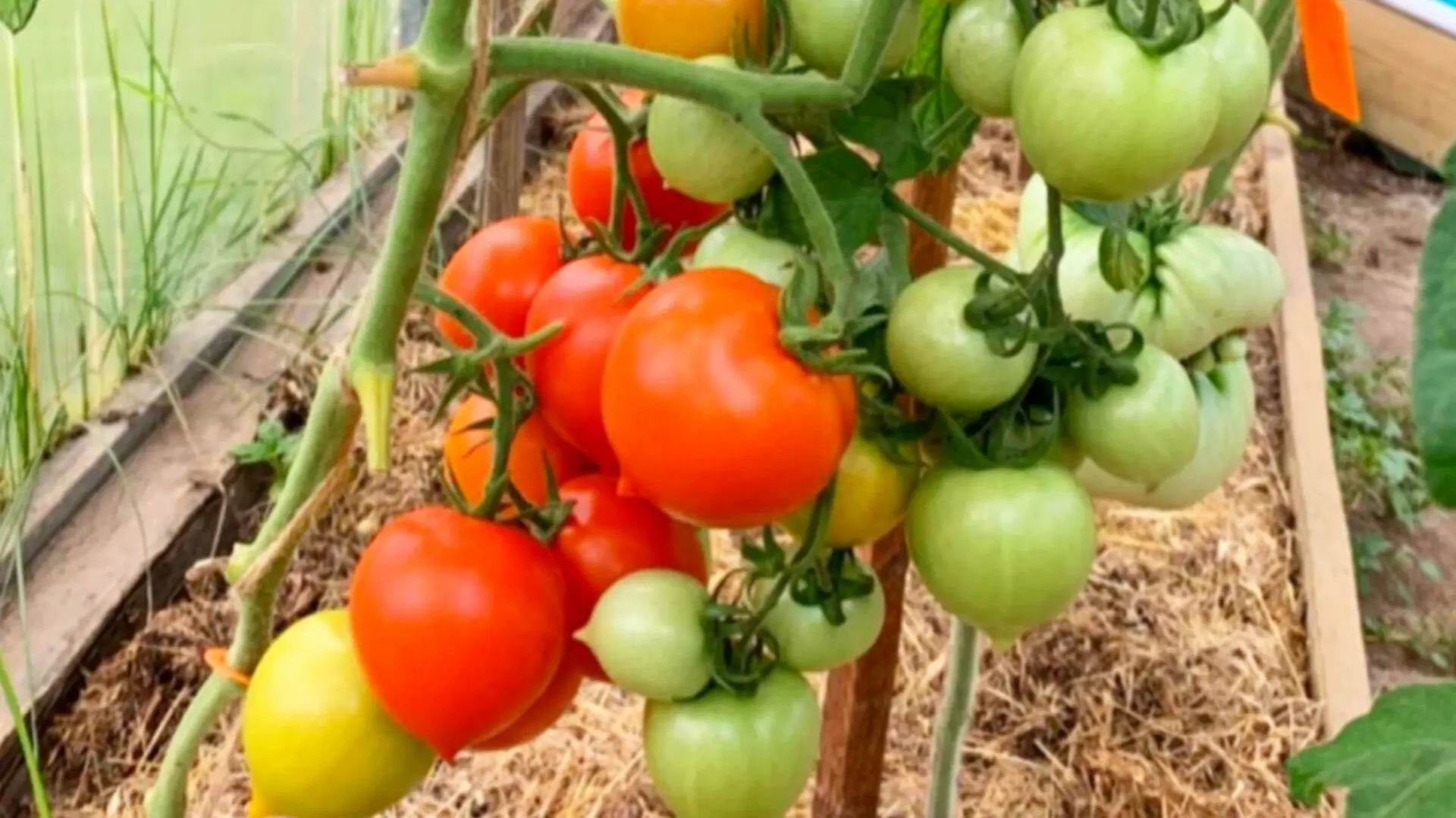 Увеличиваем урожайность томатов с помощью лимонной кислоты