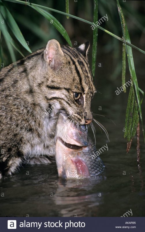 А говорят,что кошки не любят воды?