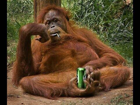 Коротко о жизни самых близких нам существ - обезьян