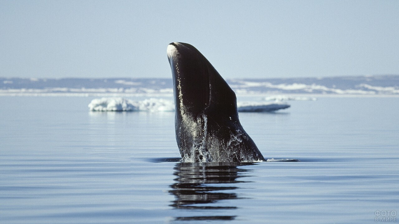 === Киты - гиганты морских глубин. Их ещё называют Дьявольскими рыбами. ===