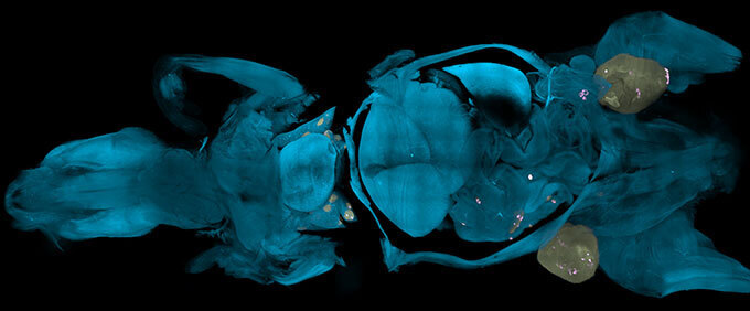 С помощью новой технологии отображения тела внутренности мыши светятся с изысканной детализацией.