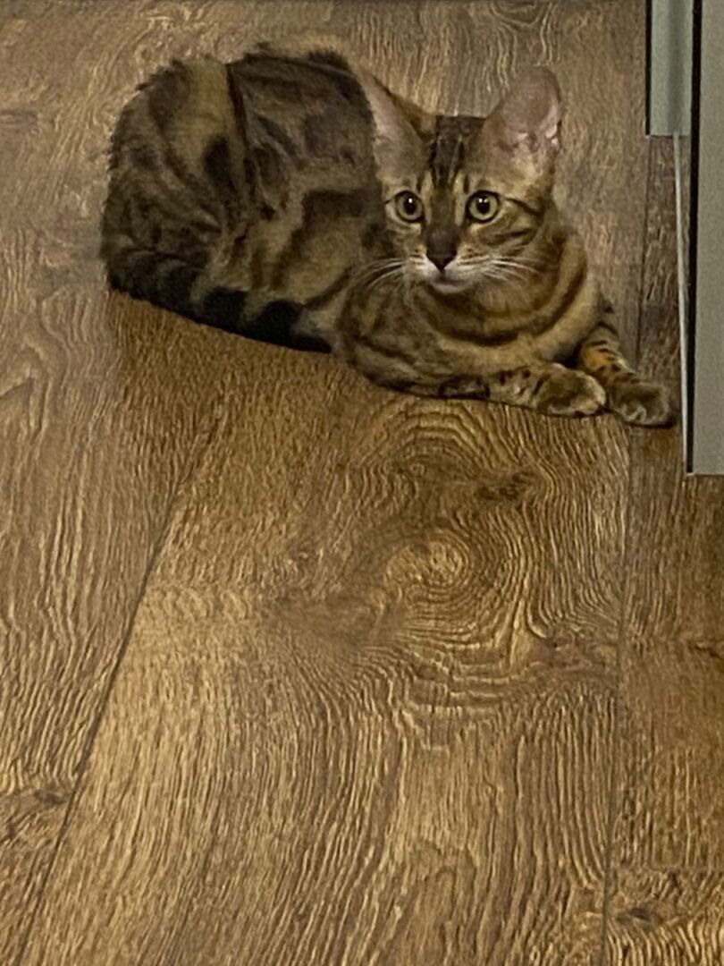 Бенгальская кошка - это порода кошек