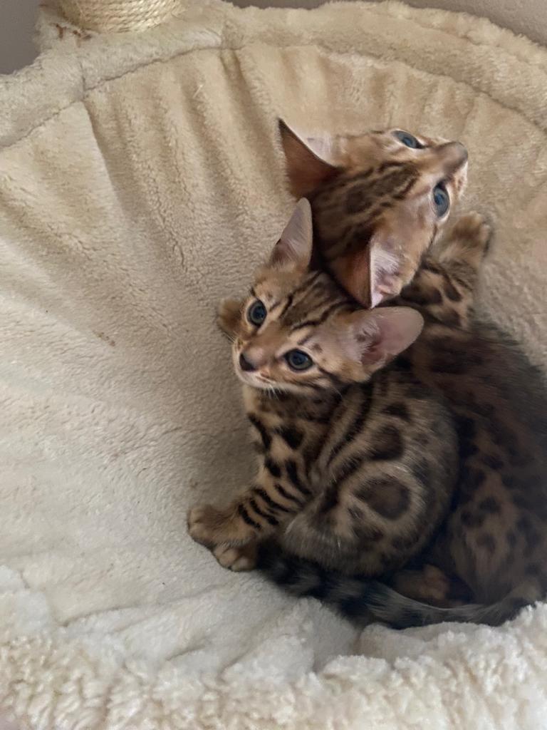 Бенгальская кошка - это порода кошек