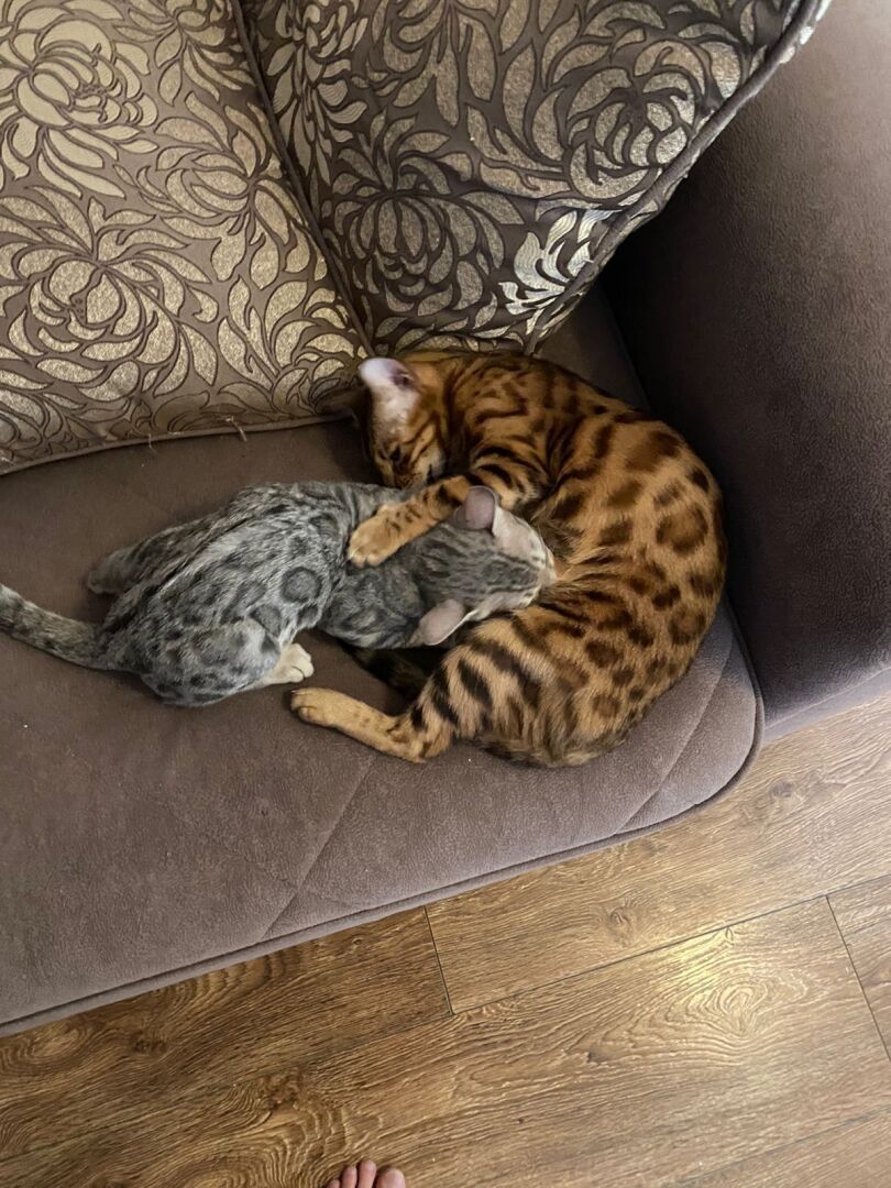 Бенгальская кошка - это порода кошек