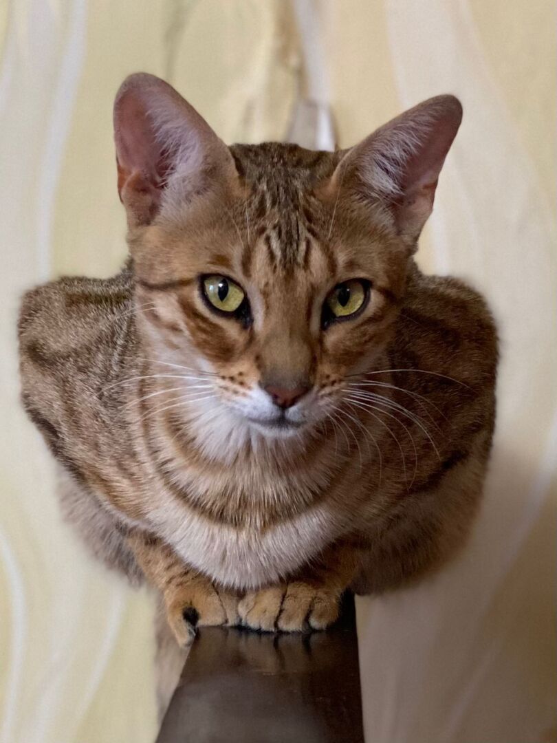 Бенгальская кошка - это порода кошек