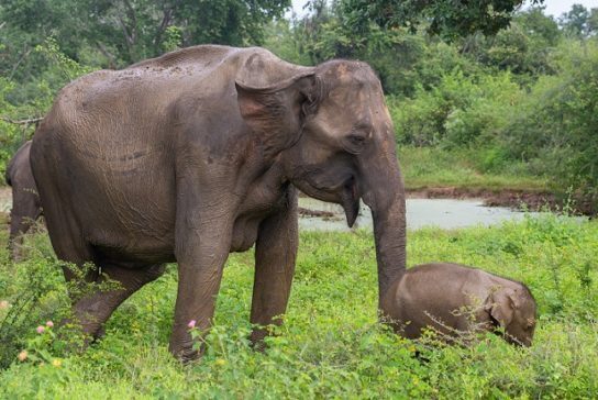 Что мы знаем о слонах?