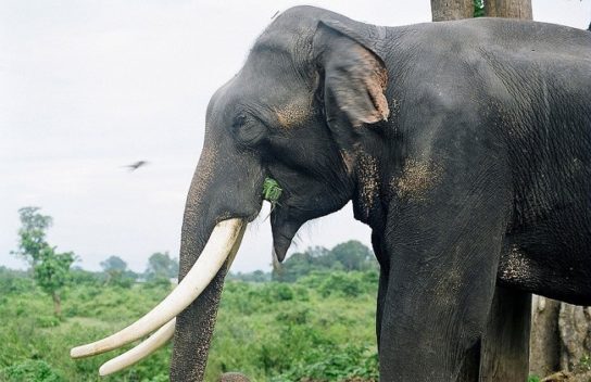 Что мы знаем о слонах?