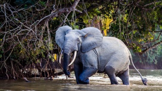 Что мы знаем о слонах?