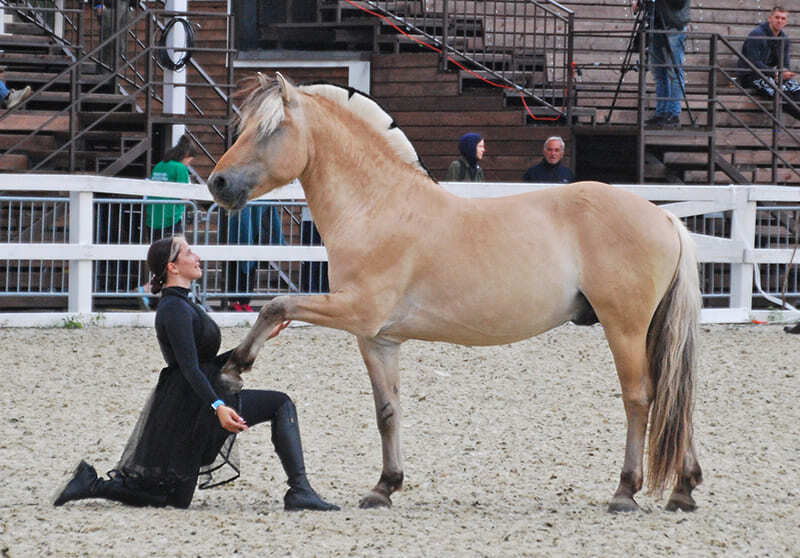 Юбилейный конный фестиваль