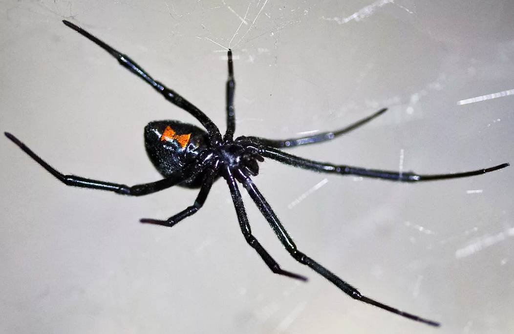 Топ 5, самых опасных насекомых в мире.