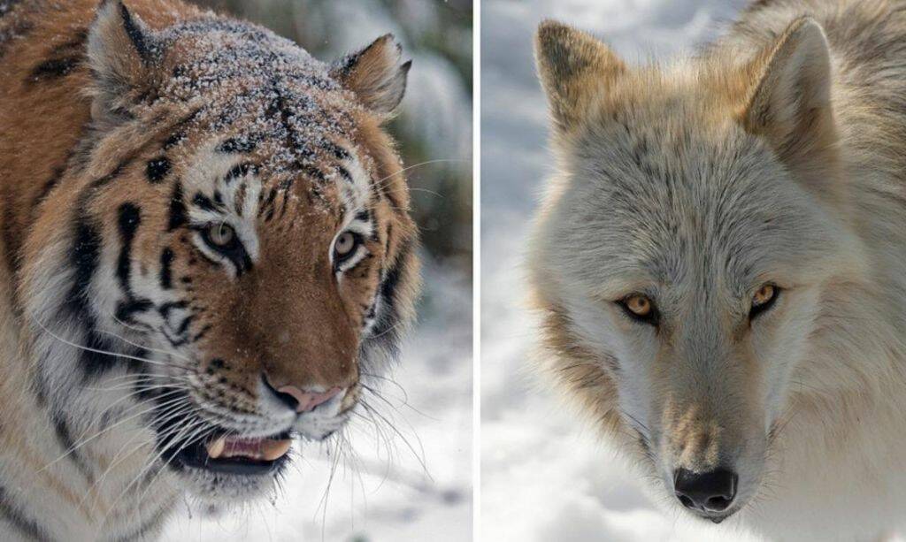 Почему дикие тигры не мяукают как домашние кошки и волки не лают просто так, как собаки ?