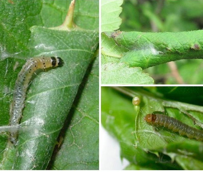 Как бороться с вредителями в огороде и сохранить урожай?